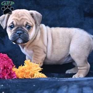 Princess, Miniature Bulldog Puppy